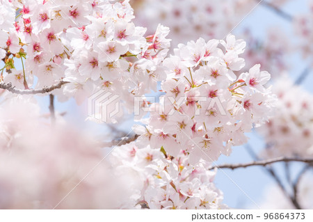 Cherry Blossoms	 96864373