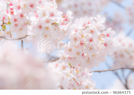 櫻花（柔焦） 96864375