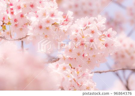 Cherry blossoms (soft focus) 96864376