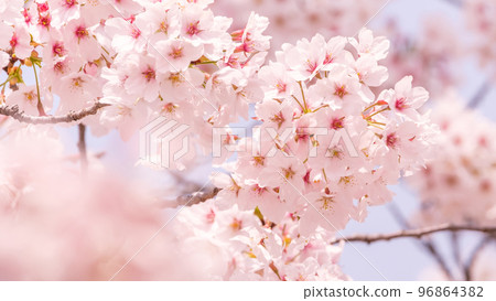 Cherry Blossoms	 96864382