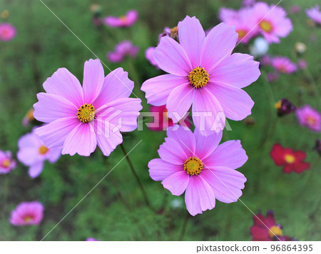 Cosmos closeup 96864395