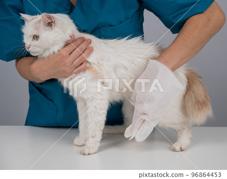 Veterinarian washing a fluffy white cat with a disposable wet glove. Pet hydrosol cleaning gloves.  96864453
