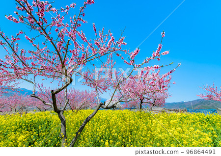 Fuefuki Togenkyo, where peaches are in full bloom in Yamanashi Prefecture - around the Shakado Ruins Museum - 96864491