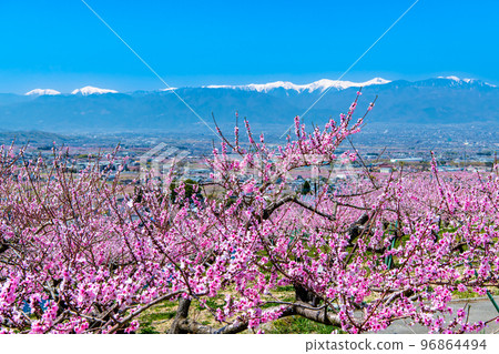 Fuefuki Togenkyo, where peaches are in full bloom in Yamanashi Prefecture ~Momobatake and the Southern Alps~ Fuefuki Togenkyo, where peaches are in full bloom in Yamanashi Prefecture ~Momobatake and the Southern Alps~ 96864494