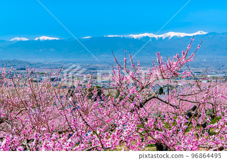 Fuefuki Togenkyo, where peaches are in full bloom in Yamanashi Prefecture ~Momobatake and the Southern Alps~ 96864495