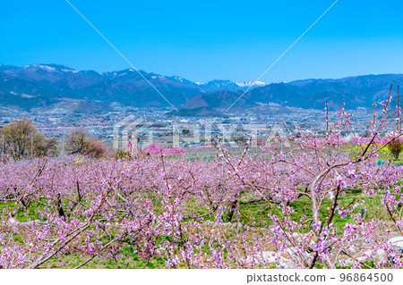 Fuefuki Togenkyo, where peaches are in full bloom in Yamanashi Prefecture - around the Shakado Ruins Museum - 96864500