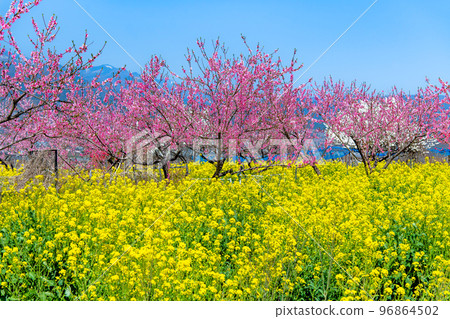 山梨縣桃子盛開的笛吹桃源峽 - 釋迦堂遺址博物館周邊 - 山梨縣桃子盛開的笛吹桃源峽 - 釋迦堂遺址博物館周邊 - 96864502