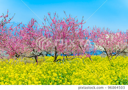 Fuefuki Togenkyo, where peaches are in full bloom in Yamanashi Prefecture - around the Shakado Ruins Museum - 96864503