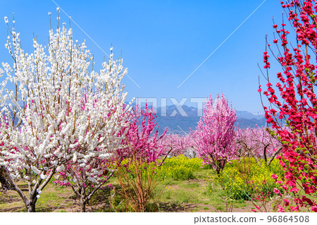 山梨縣桃子盛開的笛吹桃源峽 - 釋迦堂遺址博物館周邊 - 山梨縣桃子盛開的笛吹桃源峽 - 釋迦堂遺址博物館周邊 - 96864508