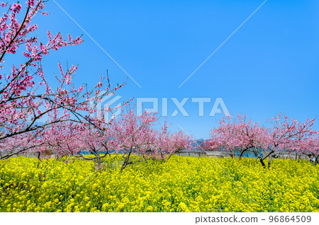Fuefuki Togenkyo, where peaches are in full bloom in Yamanashi Prefecture - around the Shakado Ruins Museum - 96864509