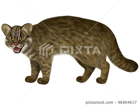 Iriomote野貓圖像 96864617