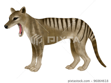 thylacine image 96864618
