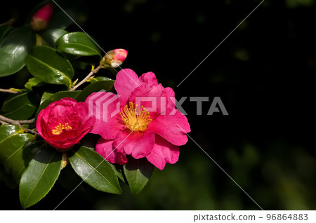 Sasanqua flowers 96864883