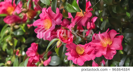 Sasanqua花 Sasanqua花 96864884