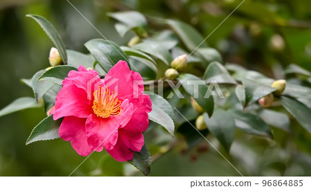 Sasanqua花 Sasanqua花 96864885