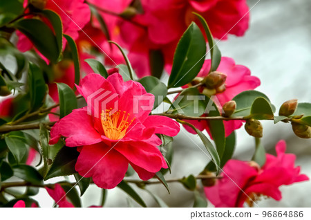 Sasanqua花 Sasanqua花 96864886