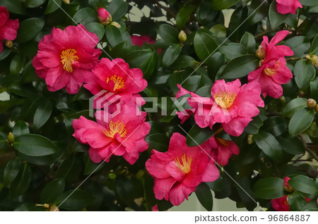 Sasanqua花 Sasanqua花 96864887