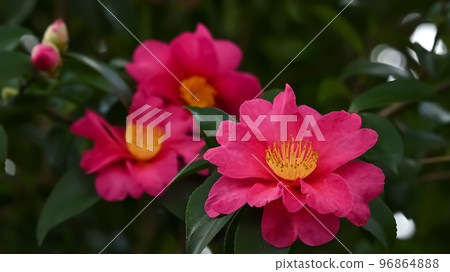 Sasanqua花 Sasanqua花 96864888