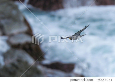 An adult peregrine falcon flies calmly with the stormy Sea of Japan in the background An adult peregrine falcon flies calmly with the stormy Sea of Japan in the background 96864974