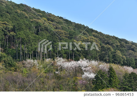 日本京都府京都市春季清水寺周圍美麗的櫻花和新鮮的綠色植物 96865453