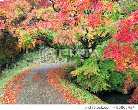 Large maple on the plain, Sanke, Yamato-cho, Kamimashiki-gun, Kumamoto Prefecture 96865484