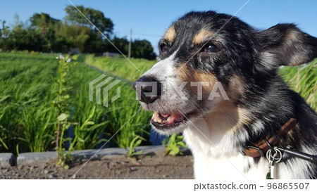 三色高級狗柯基犬 三色高級狗柯基犬 96865507