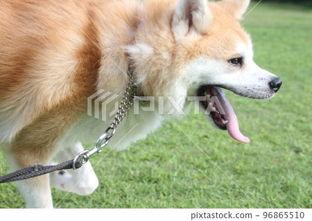 一條奔跑的秋田犬的側面輪廓 96865510