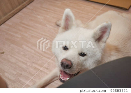 Akita dog portrait on white Akita dog portrait on white 96865531