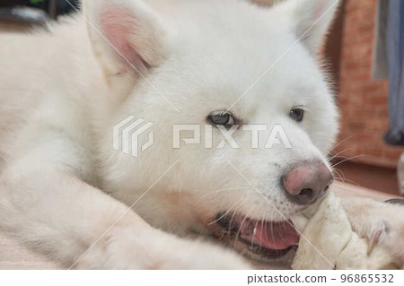 Akita dog portrait on white Akita dog portrait on white 96865532