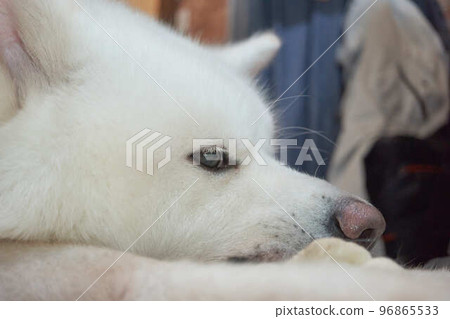 Akita dog portrait on white 96865533