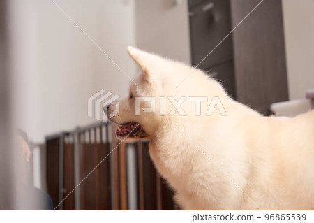 Akita dog portrait on white Akita dog portrait on white 96865539
