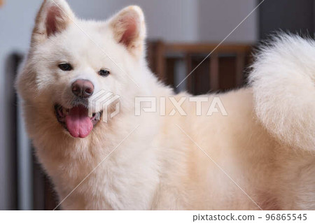 白底秋田犬畫像 96865545