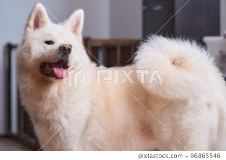 白底秋田犬畫像 96865546