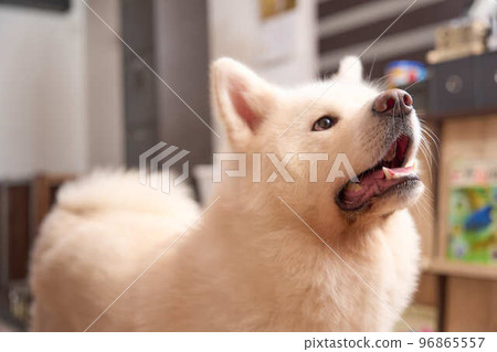 Akita dog portrait on white Akita dog portrait on white 96865557