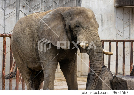 EOSR6.Hiroshima city, huge elephant body. EOSR6.Hiroshima city, huge elephant body. 96865623