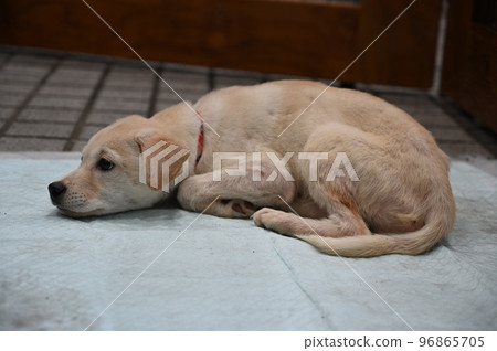 A little tired mode mixed dog puppy 96865705