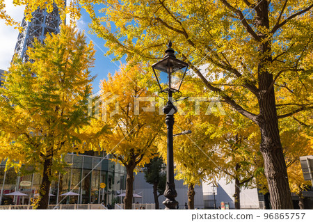 《Kanagawa Prefecture》Autumn Yamashita Koen-dori/Yellow Ginkgo Trees 《Kanagawa Prefecture》Autumn Yamashita Koen-dori/Yellow Ginkgo Trees 96865757
