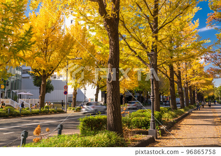 《Kanagawa Prefecture》Autumn Yamashita Koen-dori/Yellow Ginkgo Trees 《Kanagawa Prefecture》Autumn Yamashita Koen-dori/Yellow Ginkgo Trees 96865758