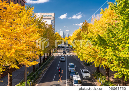《Kanagawa Prefecture》Autumn Yamashita Koen-dori/Yellow Ginkgo Trees 96865760