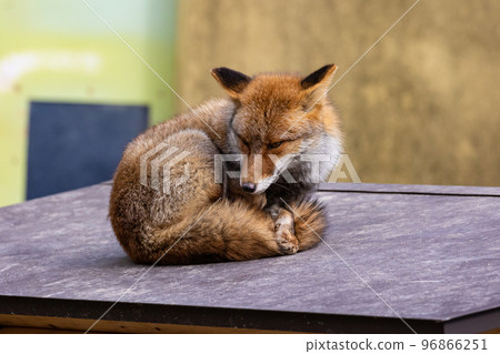 EOSR6.Fox 病床在廣島市獲得保障。 96866251