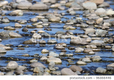 Sandpiper looking for food in shallow water 96866446