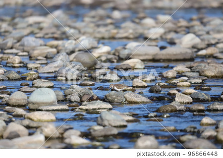 Sandpiper looking for food in shallow water 96866448