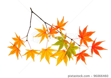 山楓樹枝變紅（秋季影像，透射光） 96866460