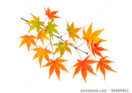 山楓樹枝變紅（秋季影像，透射光） 96866461