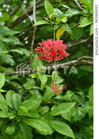 Fuurinbussouge Fuurinbussouge 96866693