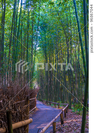 清晨陽光從樹間灑落的竹林風光 | 京都府京都市嵐山 清晨陽光從樹間灑落的竹林風光 | 京都府京都市嵐山 96867044