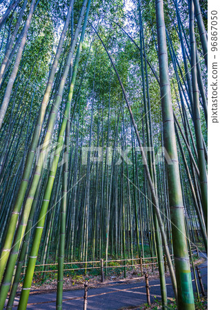清晨陽光從樹間灑落的竹林風光 | 京都府京都市嵐山 96867050