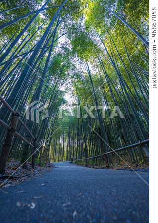 清晨陽光從樹間灑落的竹林風光 | 京都府京都市嵐山 96867058