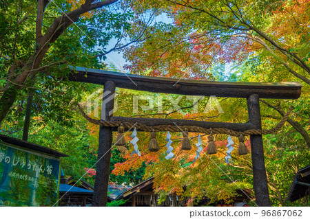 Torii image of autumn leaves and shrine｜Kuroki Torii (Torii made from sawtooth oak with bark left)｜Kyoto Nonomiya Shrine 96867062