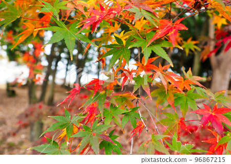 Natural scenery of vivid and colorful autumn leaves (autumn maple) Natural scenery of vivid and colorful autumn leaves (autumn maple) 96867215